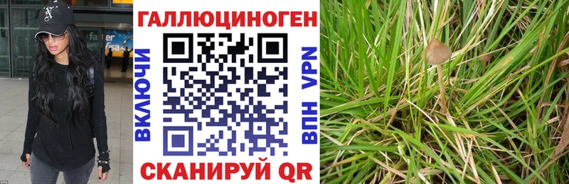 Галлюциногенные грибы мицелий  Хасавюрт 
